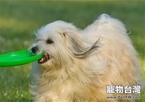哈威那犬的餵食要點(1圖)-寵物台灣