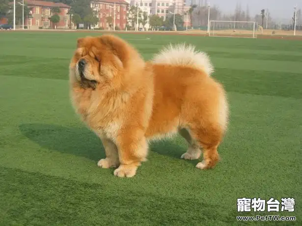 松獅犬的品種簡介(1圖)-寵物台灣