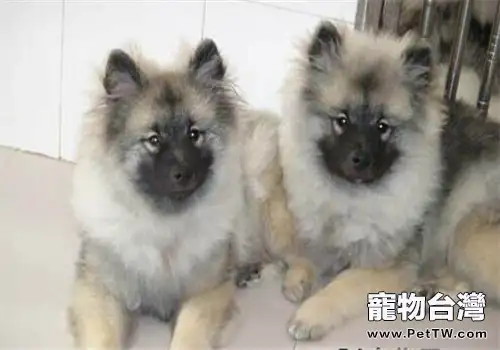 荷蘭毛獅犬的性格特點（1圖）-寵物台灣