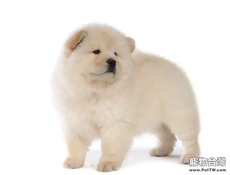 松獅犬的形態特徵(1圖)-寵物台灣