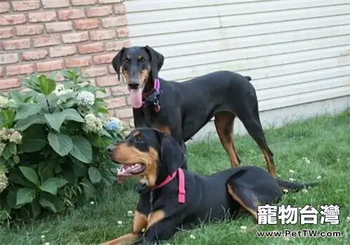 黑褐獵浣熊犬的形態特徵