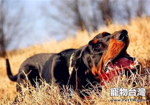 黑褐獵浣熊犬的養護知識(1圖)-寵物台灣