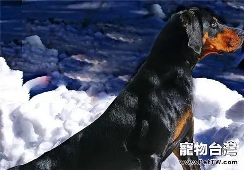 黑褐獵浣熊犬的餵食要點