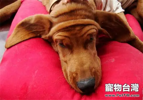 瑞德朋獵浣熊犬的性格特點(1圖)-寵物台灣
