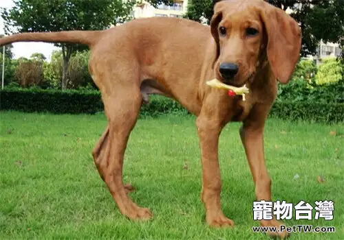 瑞德朋獵浣熊犬的養護知識