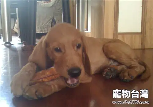 瑞德朋獵浣熊犬的餵食要點(1圖)-寵物台灣