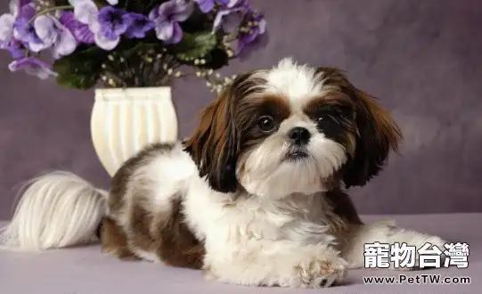 西施犬飼養時要注意哪些事項(1圖)-寵物台灣