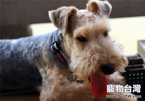 湖畔梗的性格特點（1圖）-寵物台灣