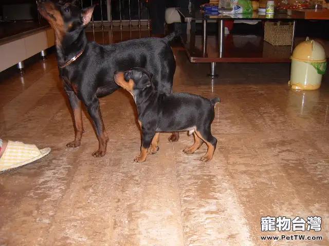 迷你杜賓犬的性格特點