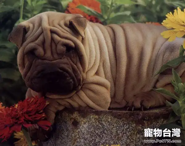 沙皮狗的品種簡介（1圖）-寵物台灣