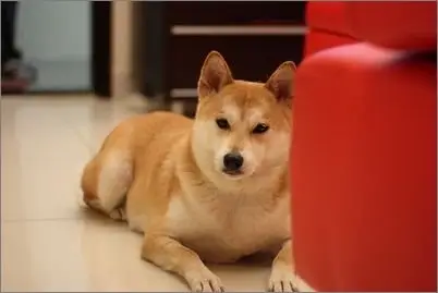 秋田犬的訓練注意事項(1圖)-寵物台灣