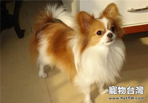 蝴蝶犬的品種簡介(1圖)-寵物台灣