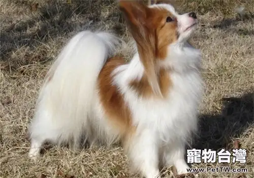 蝴蝶犬的形態特徵(1圖)-寵物台灣