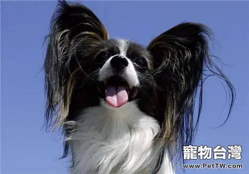 蝴蝶犬的性格特點(1圖)-寵物台灣