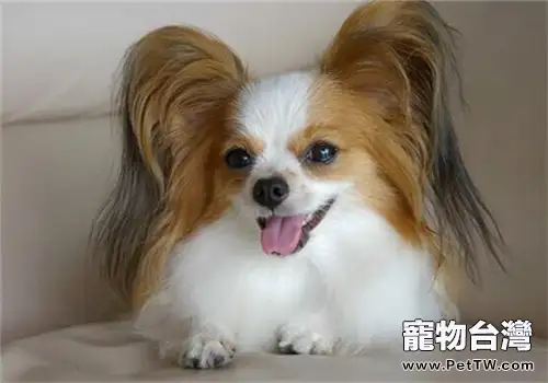 蝴蝶犬的養護知識(1圖)-寵物台灣