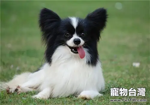 蝴蝶犬的餵食要點(1圖)-寵物台灣