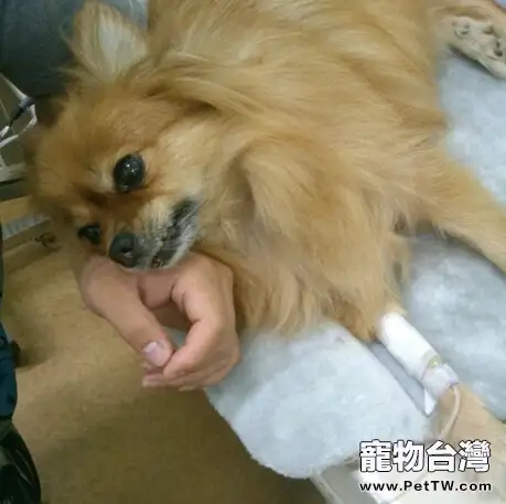 犬洋蔥中毒的治療