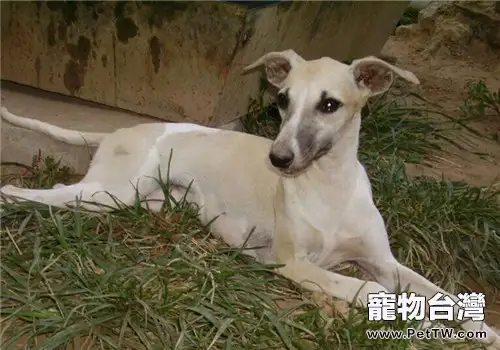 惠比特犬的品種簡介(1圖)-寵物台灣