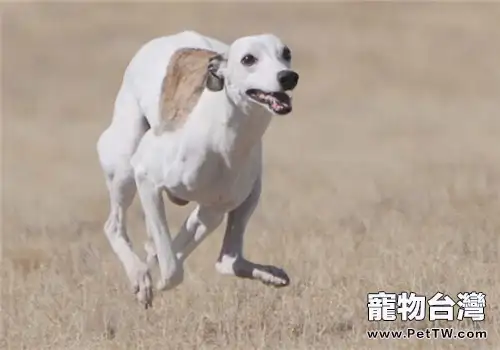 惠比特犬的性格特點