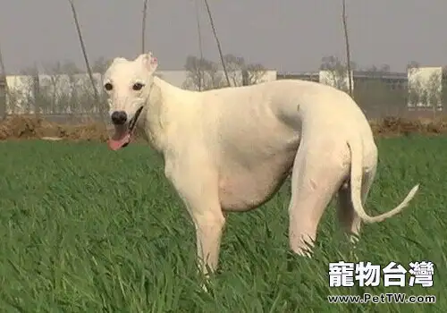 惠比特犬的養護知識(1圖)-寵物台灣
