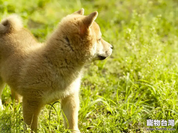 柴犬的養護知識