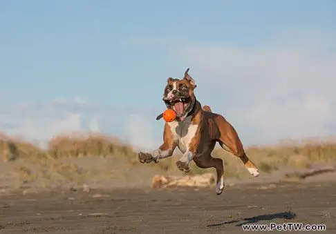 拳師犬的形態特徵