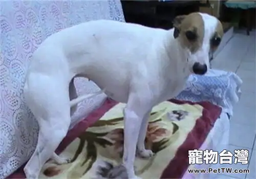 惠比特犬的餵食要點(1圖)-寵物台灣