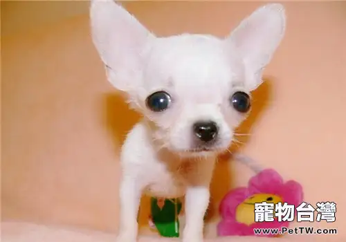 吉娃娃犬的品種簡介