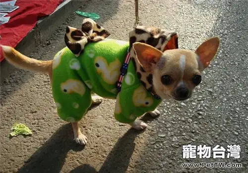吉娃娃犬的形態特徵