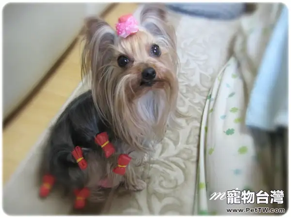 犬的體溫超過多少才算是發熱(1圖)-寵物台灣