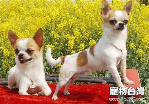 吉娃娃犬的養護知識(1圖)-寵物台灣