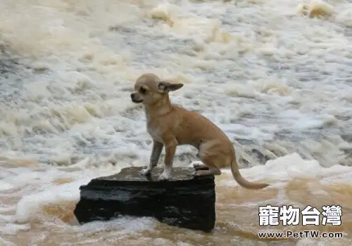 吉娃娃犬的餵食要點