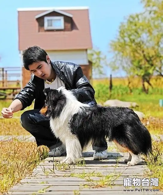 賽級犬的判定標準(共3張圖片)-寵物台灣