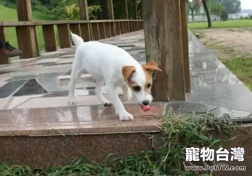 傑克羅素梗的性格特點(1圖)-寵物台灣
