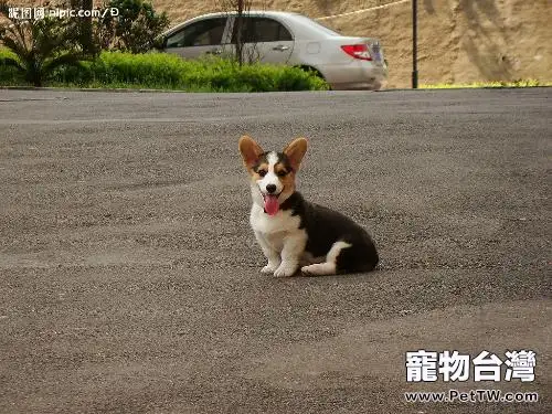 威爾斯柯基犬的形態特徵