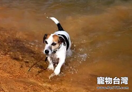 傑克羅素梗吃水果時的注意事項