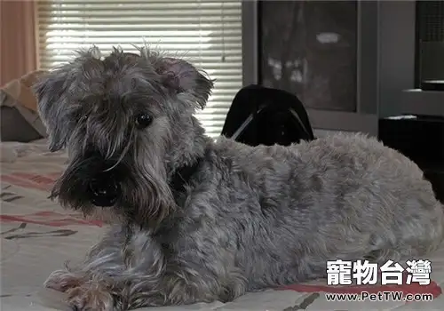 捷克梗的品種簡介(1圖)-寵物台灣