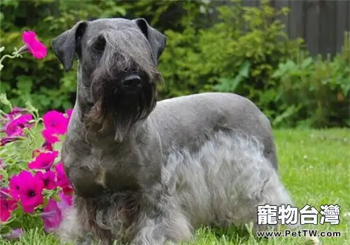 捷克梗的性格特點