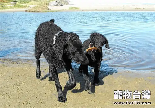 卷毛尋回獵犬的品種簡介