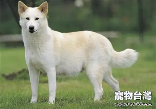 卡南犬的品種簡介(1圖)-寵物台灣