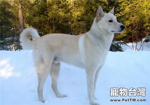 卡南犬的形態特徵(1圖)-寵物台灣