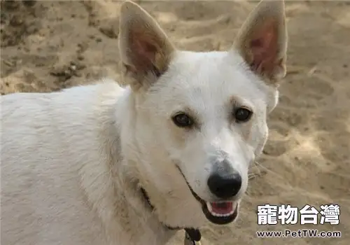 卡南犬的性格特點(1圖)-寵物台灣