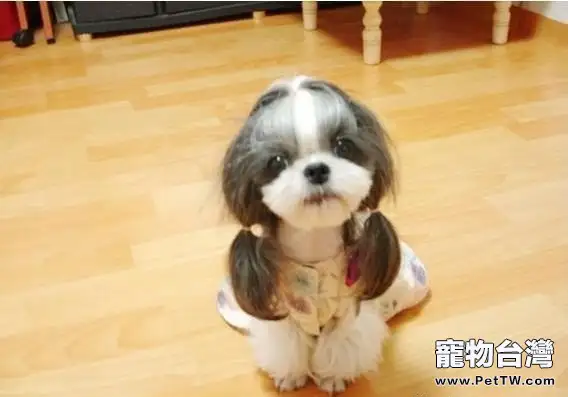西施犬的品種簡介(1圖)-寵物台灣