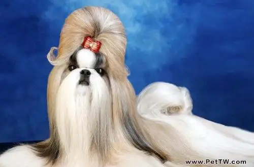 西施犬的形態特徵(1圖)-寵物台灣