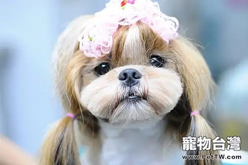 西施犬的性格特點(1圖)-寵物台灣