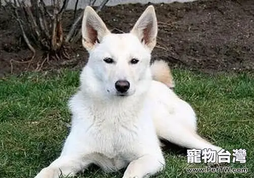 卡南犬的飼養要點(1圖)-寵物台灣