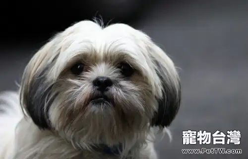 西施犬的護理知識(1圖)-寵物台灣