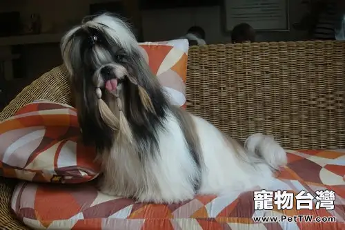 西施犬的飼養要點(1圖)-寵物台灣