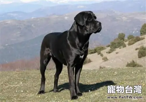 意大利卡斯羅犬的形態特徵