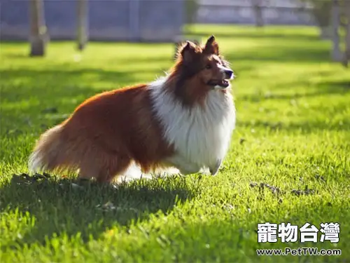 喜樂蒂牧羊犬的性格特點（1圖）-寵物台灣
